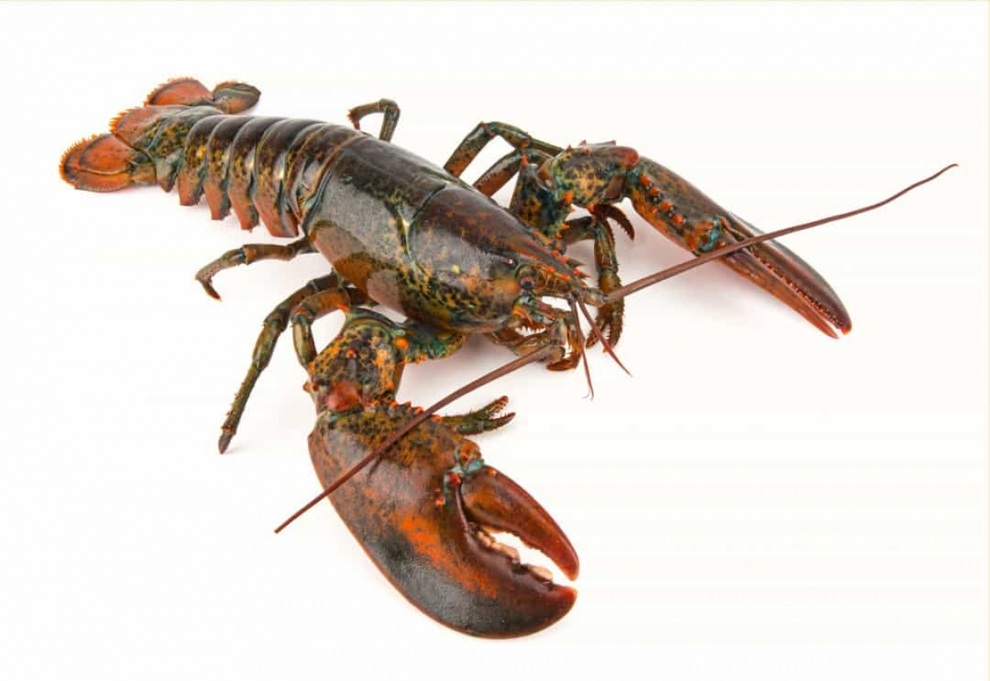 Những loài động vật sống thọ nhất trên thế giới - 8