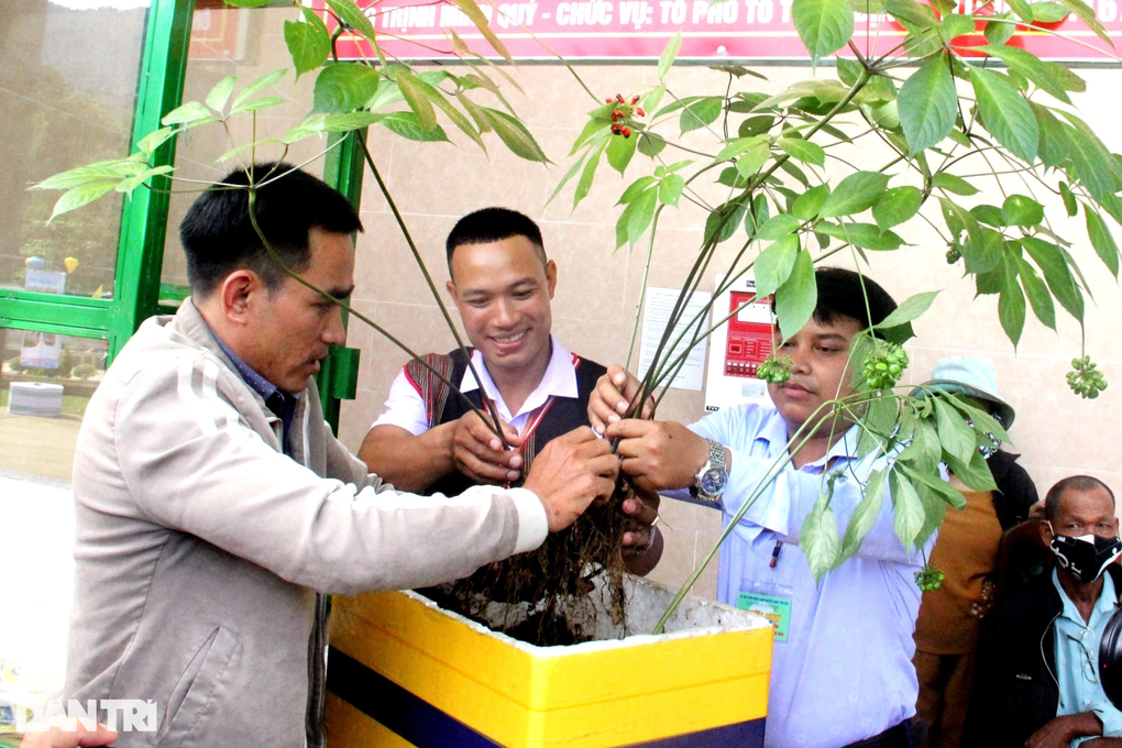 Chủ tịch nước: Sâm Ngọc Linh là quốc bảo - 4 Chủ tịch nước: Sâm Ngọc Linh là quốc bảo - 4