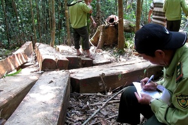 Khởi tố điều tra hình sự 7 vụ vi phạm lâm luật