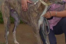 Đua chó tại Vũng Tàu hoạt động trở lại