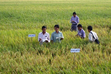 Festival lúa gạo Việt Nam lần thứ 4 sẽ quy tụ 800 gian hàng