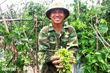 Mỗi sớm ra ruộng hái hoa, nông dân thu bạc triệu