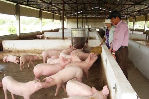 Liên tiếp phát hiện 5 trang trại sử dụng chất kích nạc nuôi heo