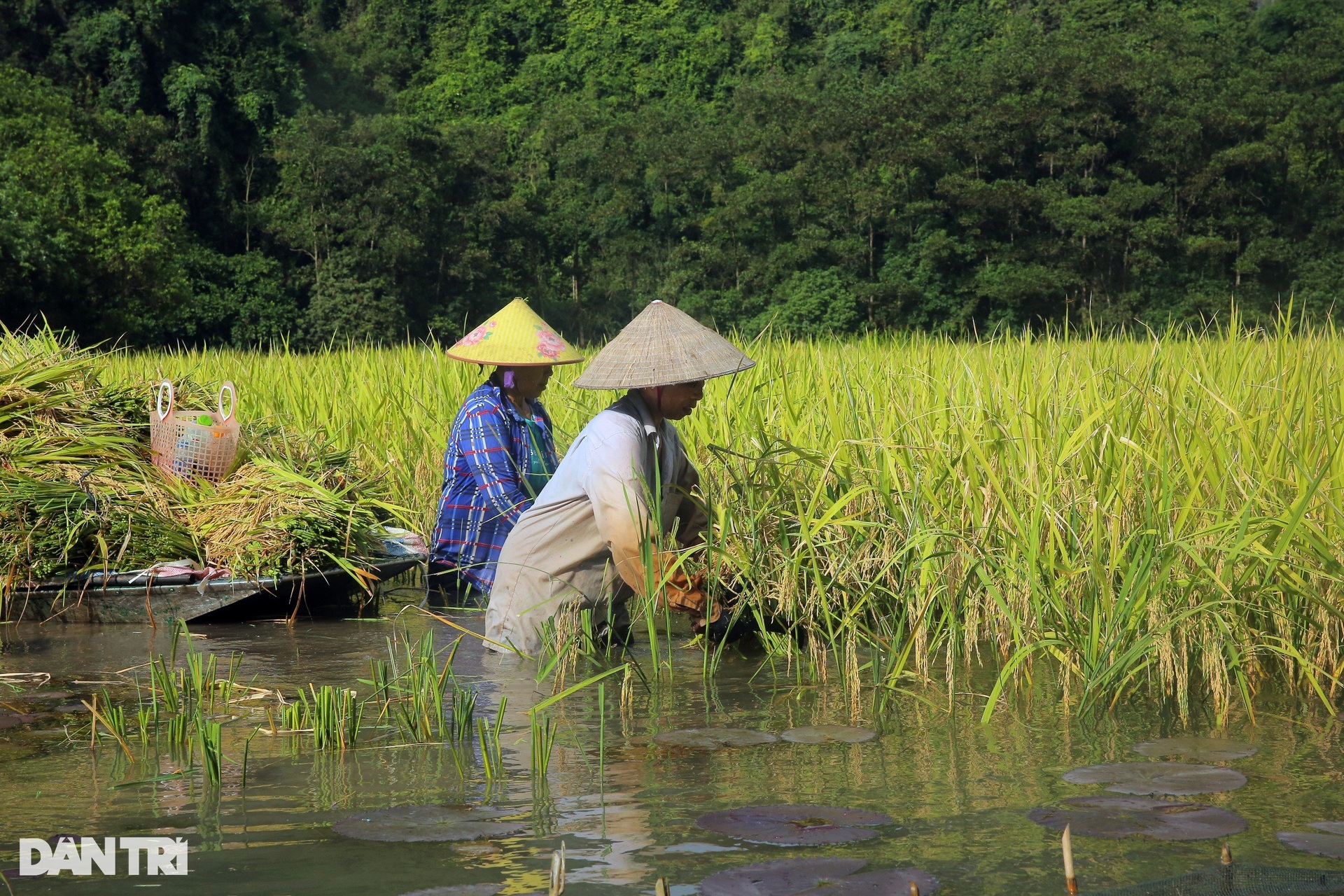 Nông dân ngâm mình gặt lúa ở cánh đồng đẹp nức tiếng Việt Nam - 2