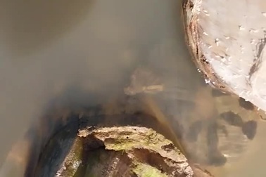 Khoảnh khắc trăn anaconda bất ngờ lao lên mặt nước cắn người