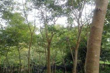 Trồng cây sưa đỏ mang lại hiệu quả kinh tế cao