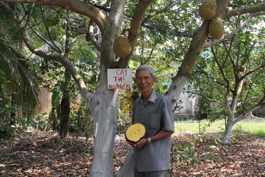 Đầu năm gặp “cha đẻ” mít không hạt, không mủ, ăn được cả xơ