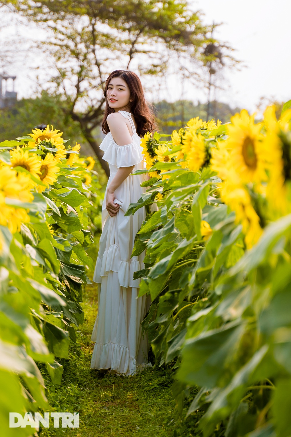 Rủ nhau sống ảo với vườn hoa hướng dương rộng 10.000 mét vuông ở Hà Nội - 6 Rủ nhau sống ảo với vườn hoa hướng dương rộng 10.000 mét vuông ở Hà Nội - 6