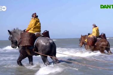 Mục sở thị nghề "lạ": Cưỡi ngựa bắt tôm