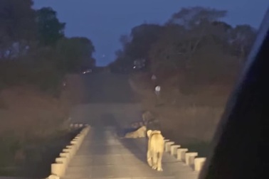 Đàn sư tử dàn hàng, chặn đường xe của du khách