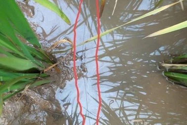 Bẫy chuột bằng điện làm chết người, nghi phạm bị tạm giữ