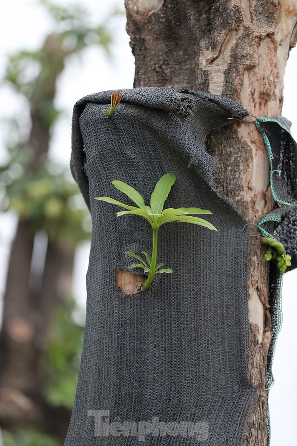 Hàng hoa sữa chuyển từ Hà Nội lên bãi rác Nam Sơn giờ ra sao? - 5 Hàng hoa sữa chuyển từ Hà Nội lên bãi rác Nam Sơn giờ ra sao? - 5