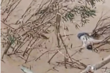 Phát hiện thi thể người đàn ông trôi trên sông Nậm Mộ