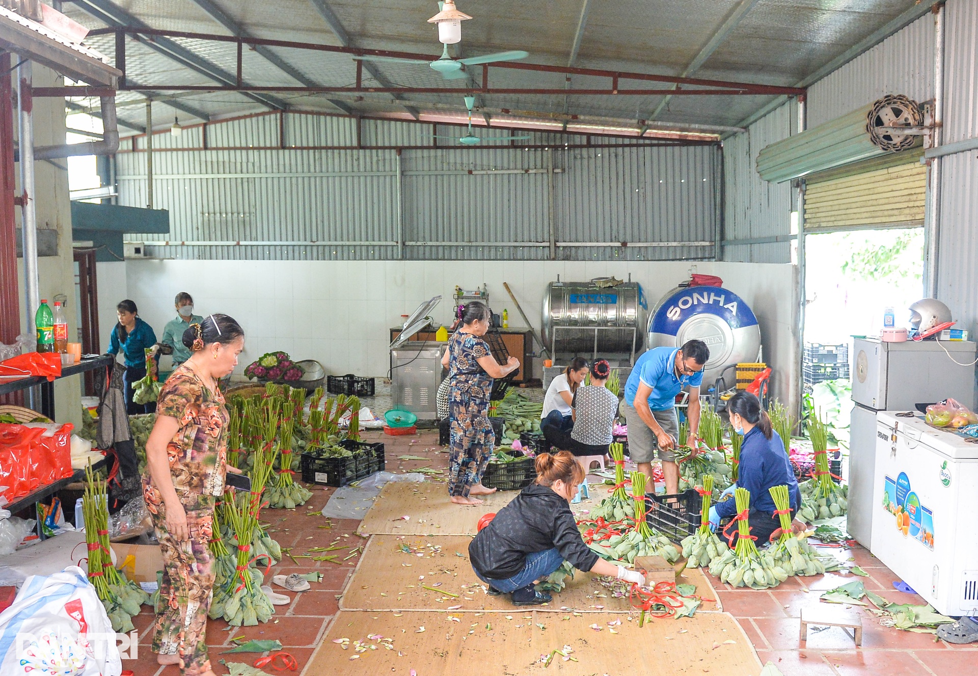 Biến đồng hoang thành đầm sen triệu bông, anh nông dân kiếm tiền tỷ - 6