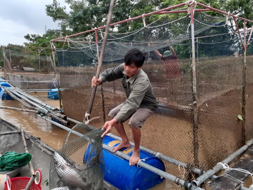 Người dân khóc ròng” khi hàng chục tấn cá lồng gần xuất bán bị chết trắng - 3 Người dân khóc ròng” khi hàng chục tấn cá lồng gần xuất bán bị chết trắng - 3