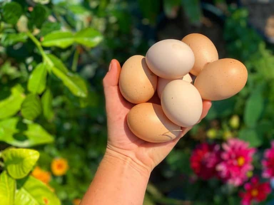 Khu vườn thơ mộng đầy đủ hoa trái, đẹp như cổ tích của cô gái người Úc - 6 Khu vườn thơ mộng đầy đủ hoa trái, đẹp như cổ tích của cô gái người Úc - 6