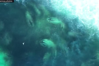 Hàng trăm con cá mập săn mồi sát bờ khiến du khách hoang mang