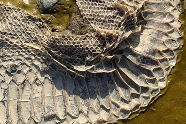 Bộ da trăn khổng lồ bỏ lại trên bờ sông gây hoang mang