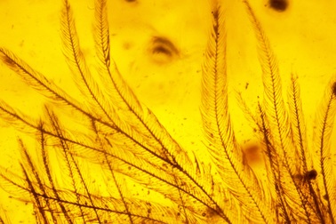 Lông đuôi khủng long mắc kẹt trong khối hổ phách 99 triệu năm trước