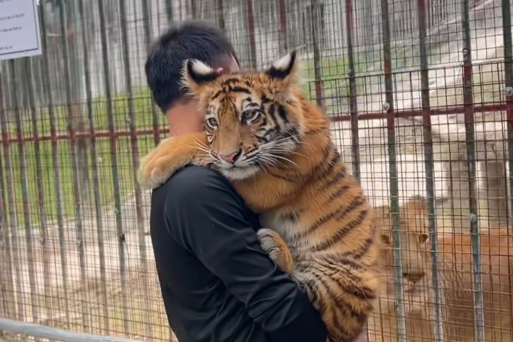 Dừng ngay việc cho du khách vuốt ve, bế hổ ở Nghệ An - 2 Dừng ngay việc cho du khách vuốt ve, bế hổ ở Nghệ An - 2