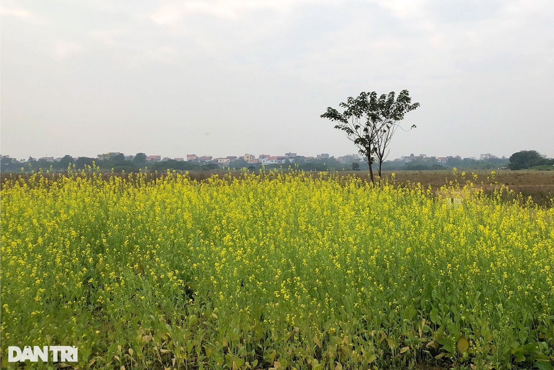 Ruộng hoa cải đẹp ven sông Hồng thất thu vì dịch, cấm khách ra vào chụp ảnh - 12