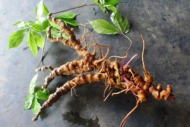 Đào được củ sâm được cho là 100 năm tuổi