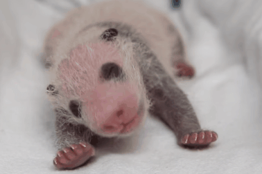 Trọng lượng sơ sinh của gấu trúc khổng lồ khiến các nhà khoa học bối rối