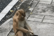 Hài hước clip "khỉ cố gắng tự đeo khẩu trang" hút hàng triệu lượt xem