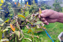 Nhà vườn phố núi thấp thỏm vì mai nở sớm, cháy lá trước Tết