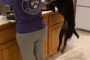 Thái cực khác nhau của 2 chú chó khi chờ chủ cho ăn