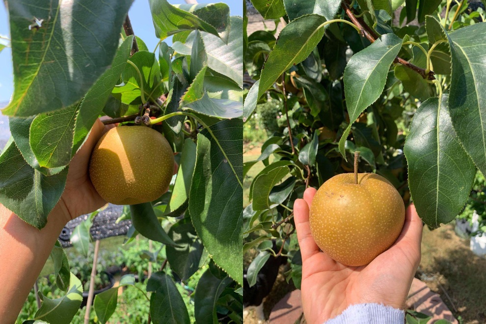 Chàng trai gốc Việt làm vườn 300m2, trồng ớt và hoa hồng ở Mỹ - 13