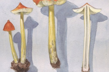 Bất ngờ phát hiện khả năng biến đổi thời tiết của nấm