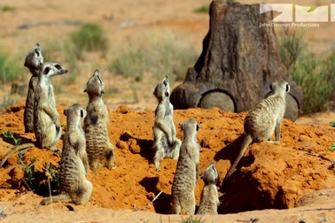 Kẻ lừa bịp đại tài của thế giới động vật: xem chim Drongo “nẫng tay trên” của cả đàn cầy Meerkats