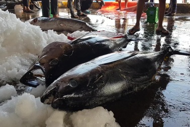 Ngư dân Khánh Hòa trúng đậm cá ngừ đại dương