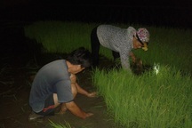 Nắng nóng kỷ lục, người Hà Nội đi... cấy lúa đêm