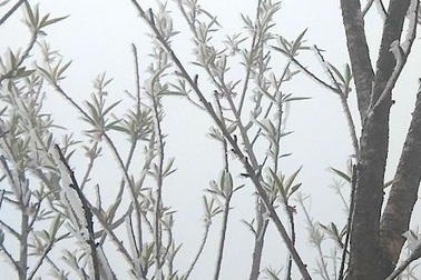 Băng tuyết phủ trắng đỉnh núi ở Nghệ An trong giá lạnh -3 độ C