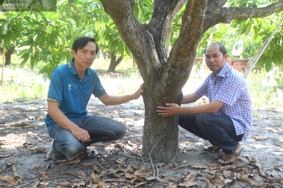 Trồng xoài trên đất toàn cát, ông nông dân lãi nửa tỷ đồng - 5 Trồng xoài trên đất toàn cát, ông nông dân lãi nửa tỷ đồng - 5