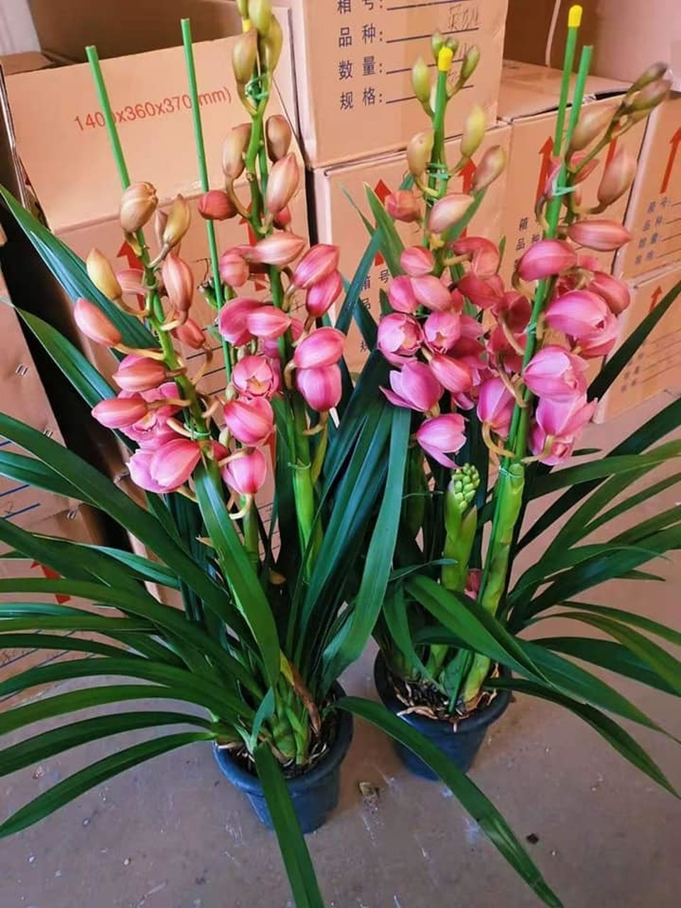 Bỏ 150 triệu đồng buôn hoa Tết: 15 ngày xương máu, lỗ 50 triệu, gầy sụt 3kg - 4 Bỏ 150 triệu đồng buôn hoa Tết: 15 ngày xương máu, lỗ 50 triệu, gầy sụt 3kg - 4