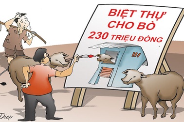 Về “những con bò hạnh phúc” trong dự án "chùm khế ngọt"?