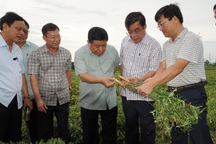 Quảng Trị:  Trồng sâm Bố Chính trên đất đỏ bazan, thu lãi hơn nửa tỷ đồng