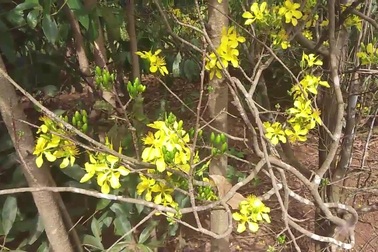 Làng mai rừng người Jrai rộn ràng kiếm tiền mùa tết