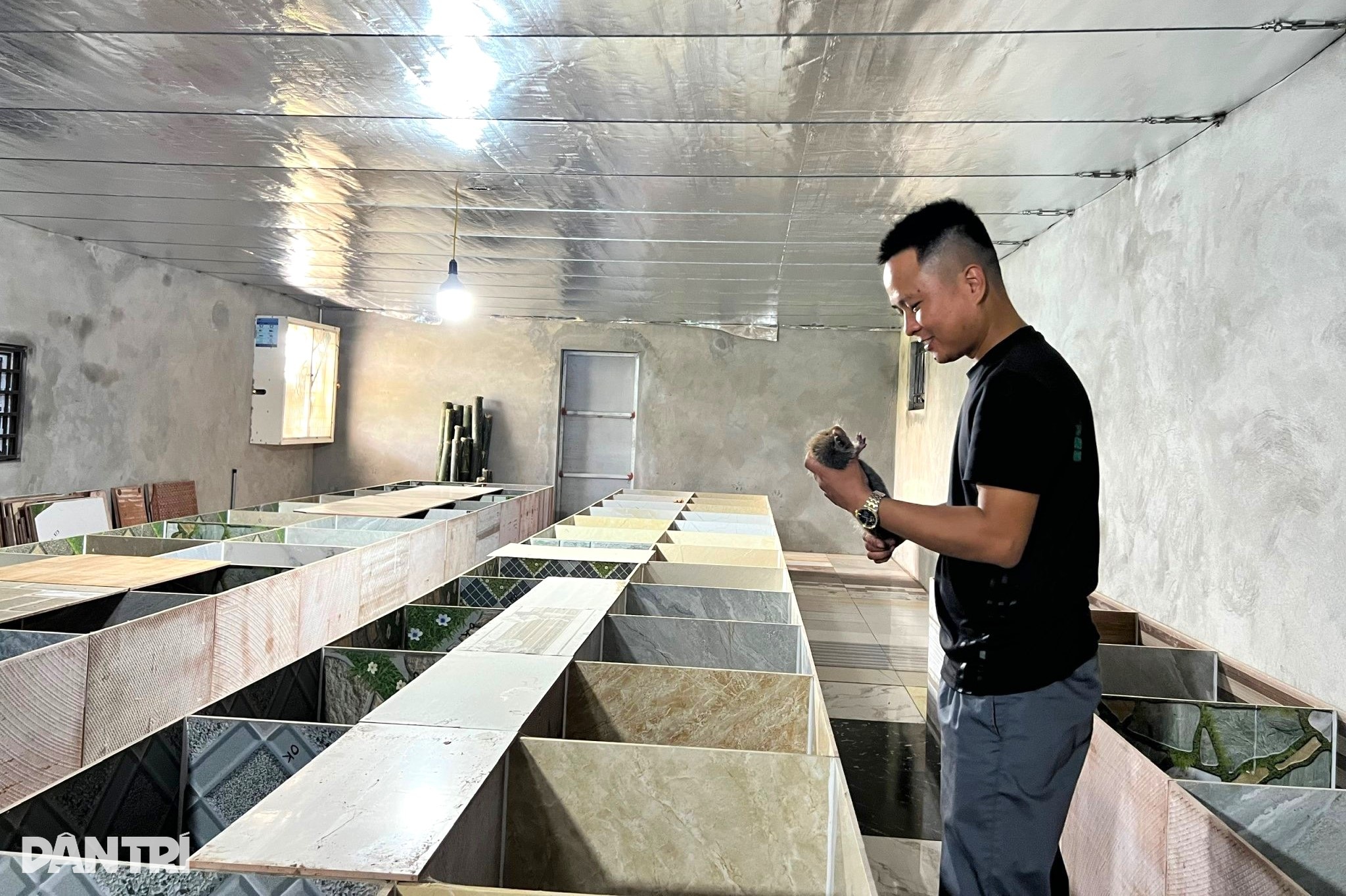 9X انجینئر نے رات کے جانوروں کی پرورش کے لیے نوکری چھوڑ دی، ہر سال 200 ملین VND کماتا ہے - 1 Kỹ sư 9X bỏ nghề về nuôi loài ăn đêm ngủ ngày, mỗi năm lãi 200 triệu đồng - 1