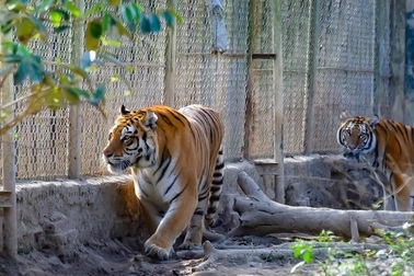 Thanh Hóa lên phương án chuyển 9 cá thể hổ ra Hà Nội