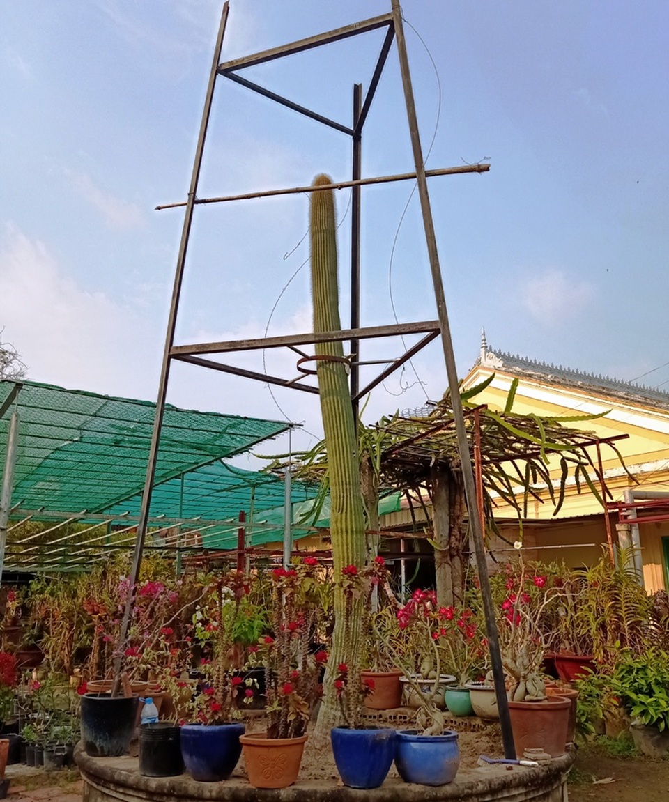 Cận cảnh cây xương rồng to như cột điện, cao hơn tòa nhà 2 tầng - 9 Cận cảnh cây xương rồng to như cột điện, cao hơn tòa nhà 2 tầng - 9