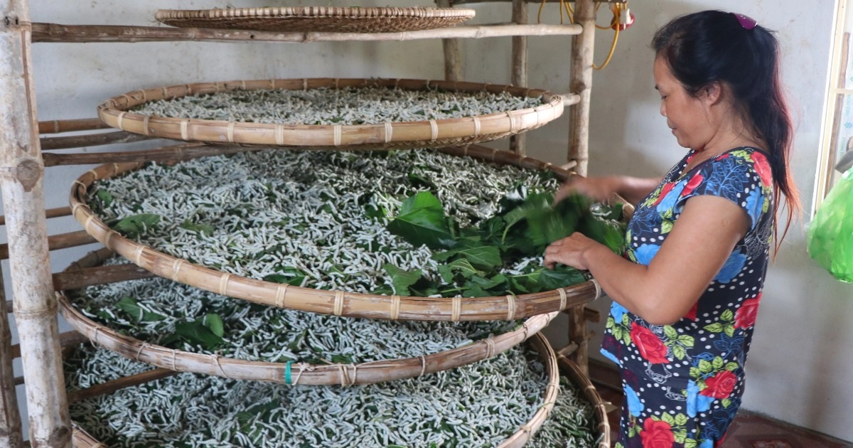 View - Nuôi con "ăn lên", nông dân vùng biển thu nhập gấp hàng chục lần trồng lúa | Báo Dân trí