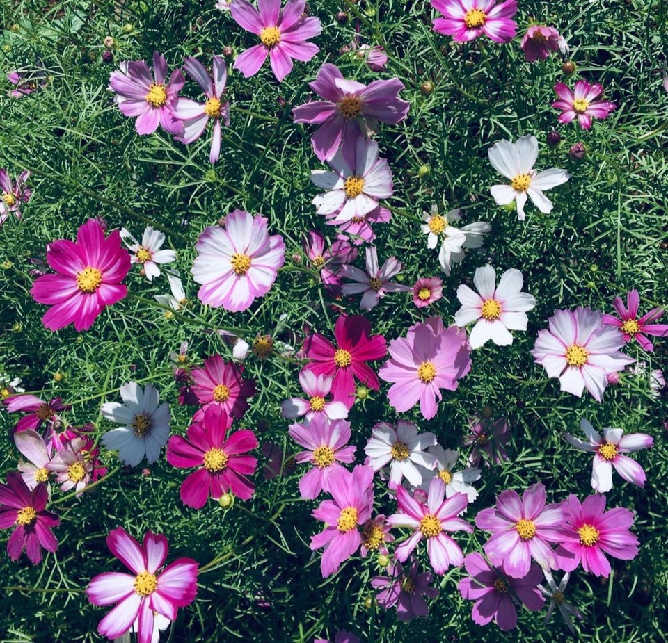 Du khách mê mẩn vẻ đẹp vườn hoa tam giác mạch trên “phố núi” - 4