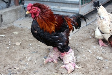 Gà Đông Tảo "Coca Cola": Chân khủng nhất Vịnh Bắc bộ
