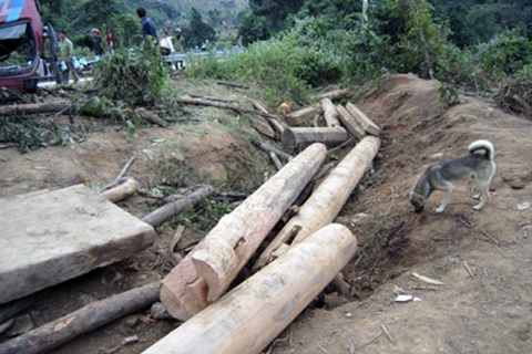 Ai là chủ nhân số gỗ lậu trên chuyến xe tử thần?