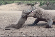 "Lạnh gáy" cảnh rồng Komodo háu đói nuốt sống cả con khỉ