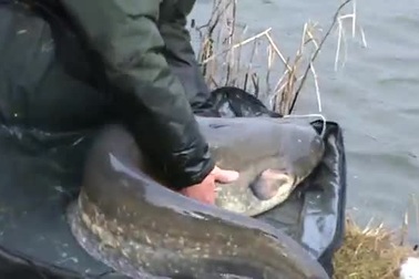 Cần thủ câu cá "khủng" ở White Lakes